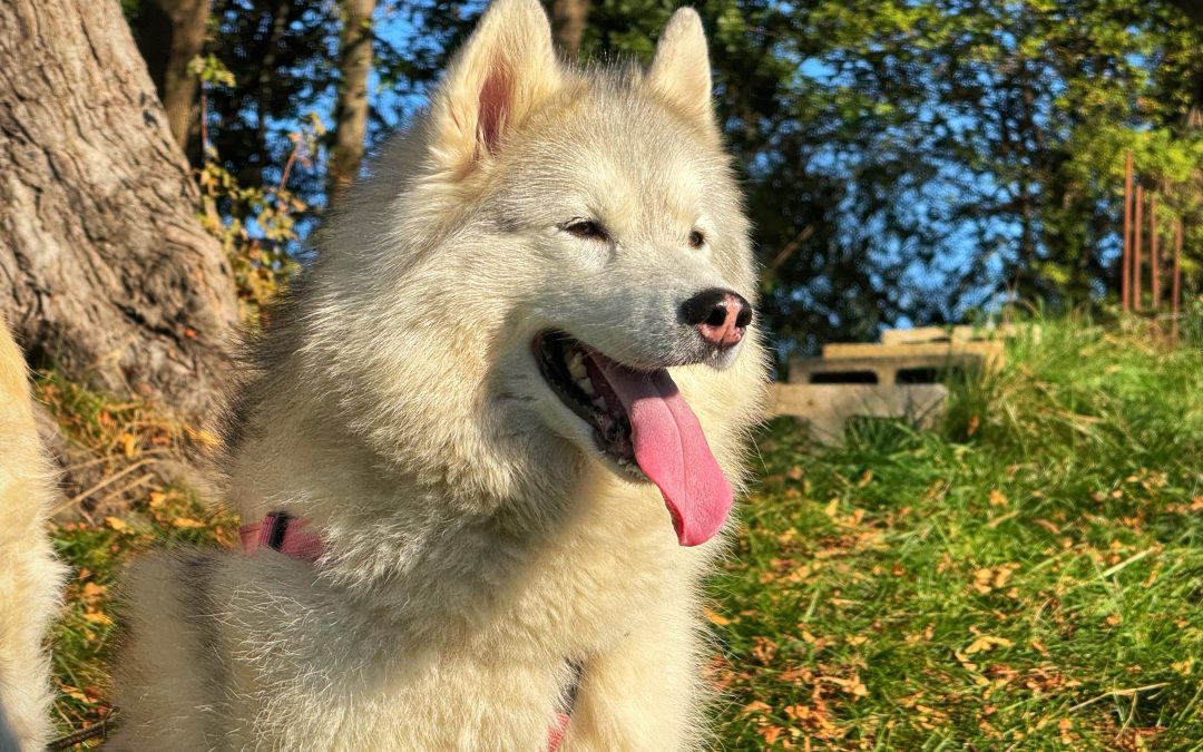 Quale alimentazione scegliere per il tuo cane che pratica Canicross?