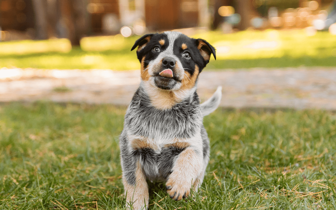 Come passare dal cibo industriale alla pappa di Real Bowl: una rivoluzione nella nutrizione del tuo cane
