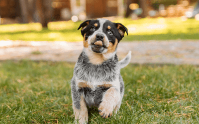 Come passare dal cibo industriale alla pappa di Real Bowl: una rivoluzione nella nutrizione del tuo cane