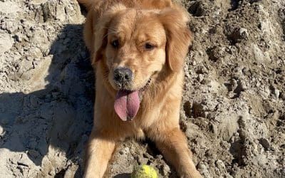 Pappa fresca per cani anche in estate: nutrizione sana, senza frigo