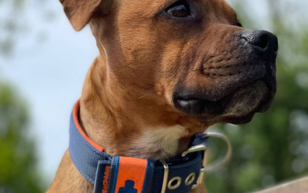 Pettorina o collare per il tuo cane? Come scegliere il meglio per il suo benessere