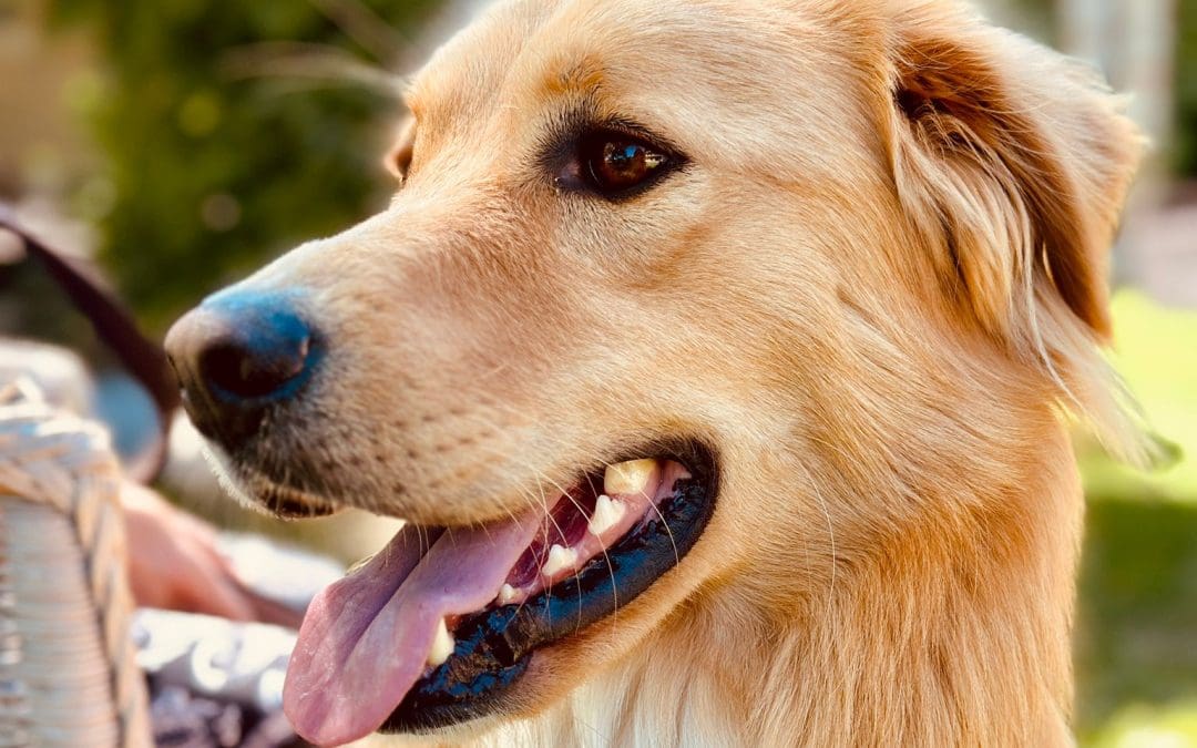 Il tuo cane ha ancora fame? Ecco come rispondere ai suoi reali bisogni con le pappe fresche di Real Bowl