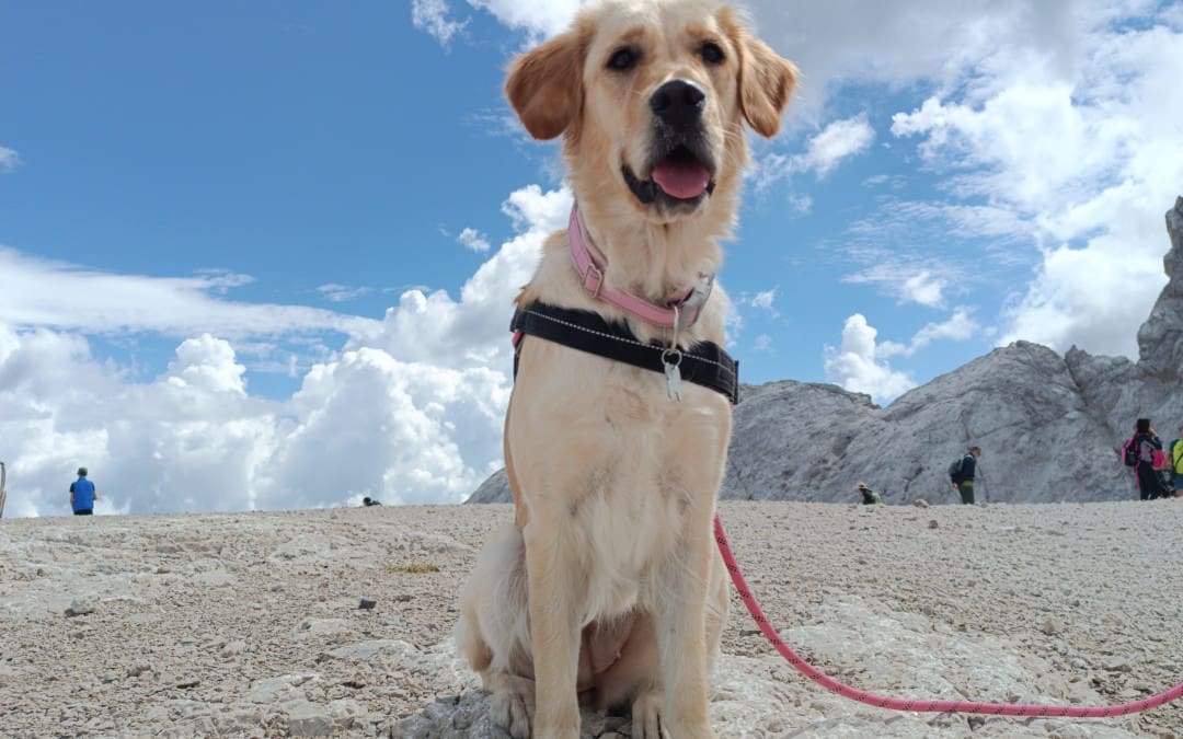  Dalle crocchette alla pappa fresca: un nuovo inizio per il tuo cane