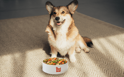 Come modificare la dieta del tuo cane nell’area personale di Real Bowl