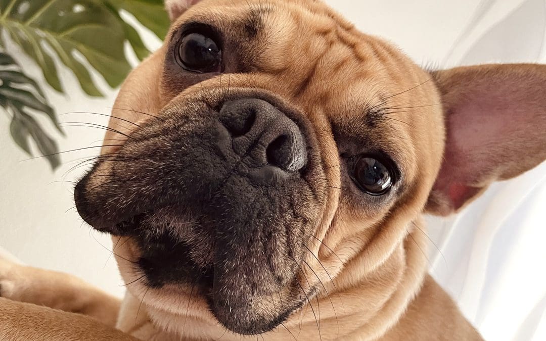 Alimentazione per cani con dermatite: la scelta giusta per il benessere della pelle