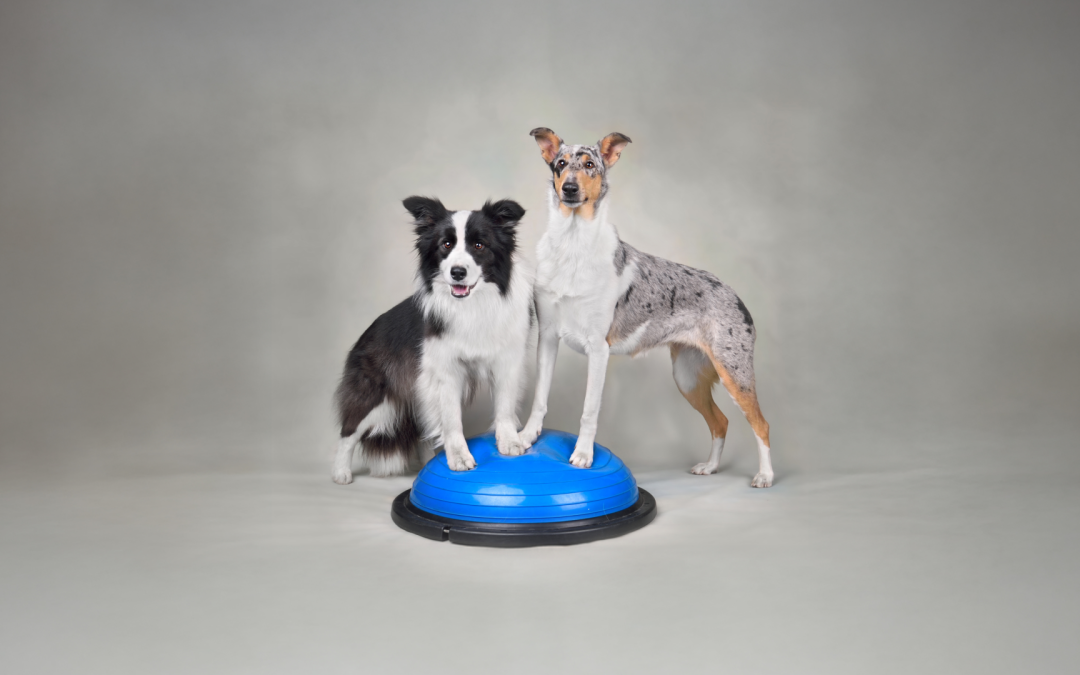 Il tuo cane pratica dog balance? Ecco perché la pappa fresca è il giusto carburante