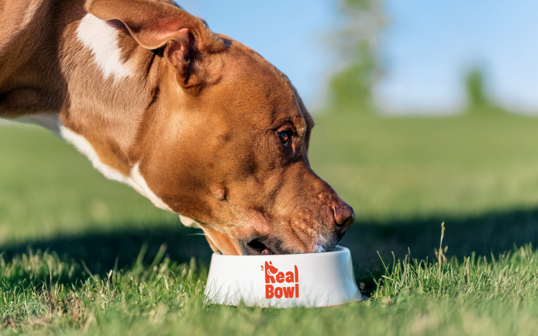 Real Bowl e la rivoluzione del cibo “Human Grade” per i cani: tre benefici concreti