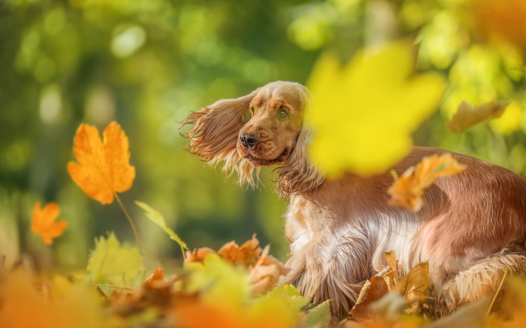 La passeggiata in Autunno: 5 modi per tenere il tuo cane attivo