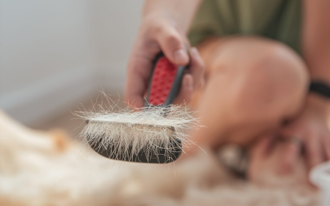Muta autunnale: i segreti per un pelo sano e brillante che sfida il freddo.