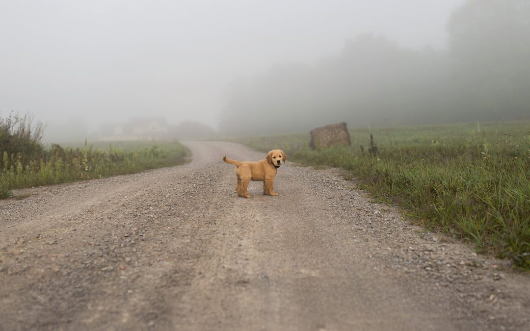 Passeggiate serali e nebbia: l’importanza della visibilità per la sicurezza del tuo cane