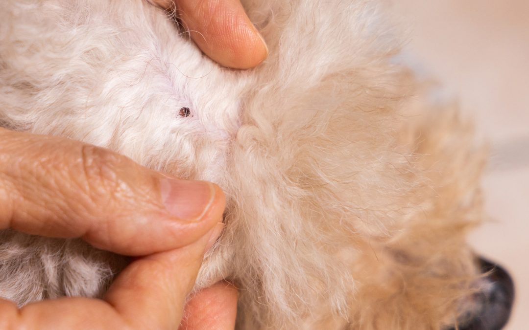 Pulci, Zecche e non solo: come proteggere il tuo cane in autunno e prepararsi all’inverno.