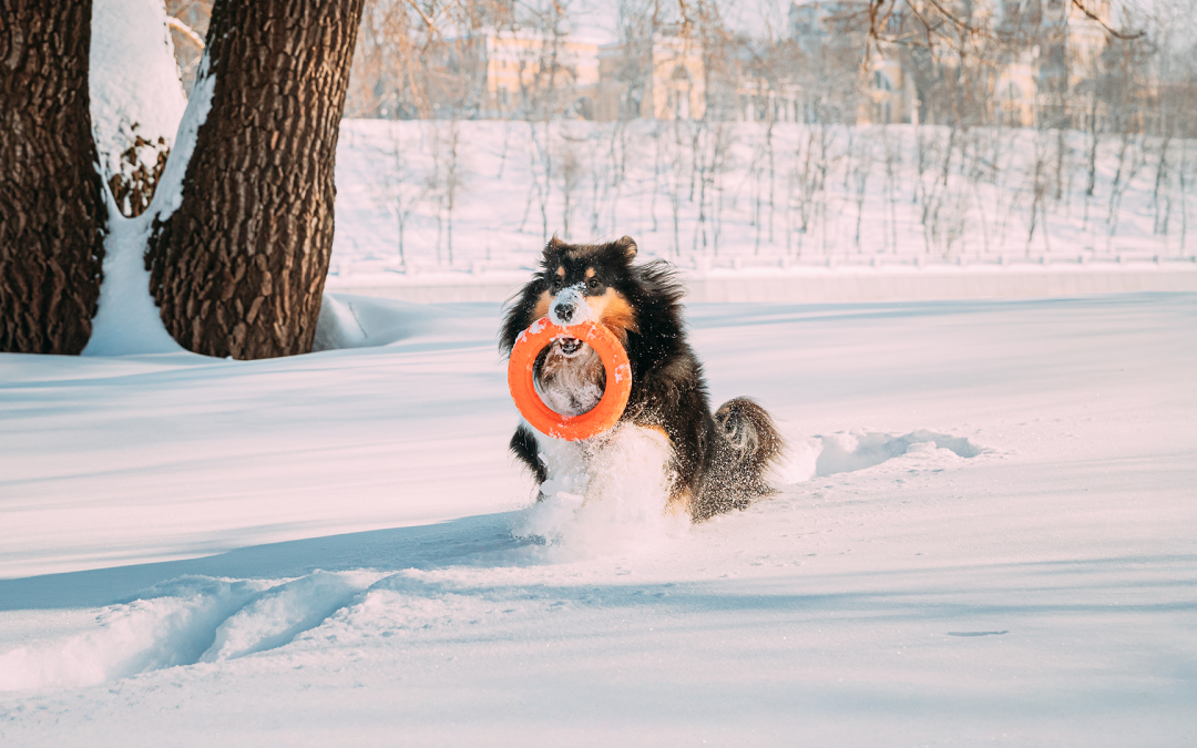 Dieta post-feste: aiutare il cane a ritrovare la forma fisica (e mentale) dopo il natale.