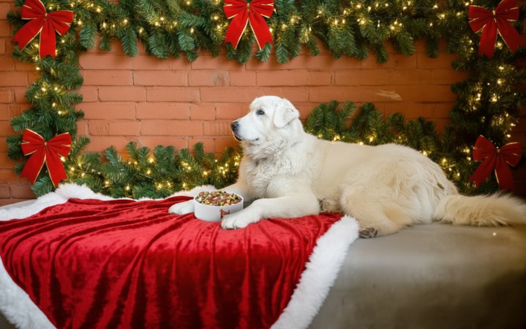 L’Abbonamento che ti semplifica la vita: come gestire e personalizzare la dieta del tuo cane durante le feste grazie a Real Bowl.