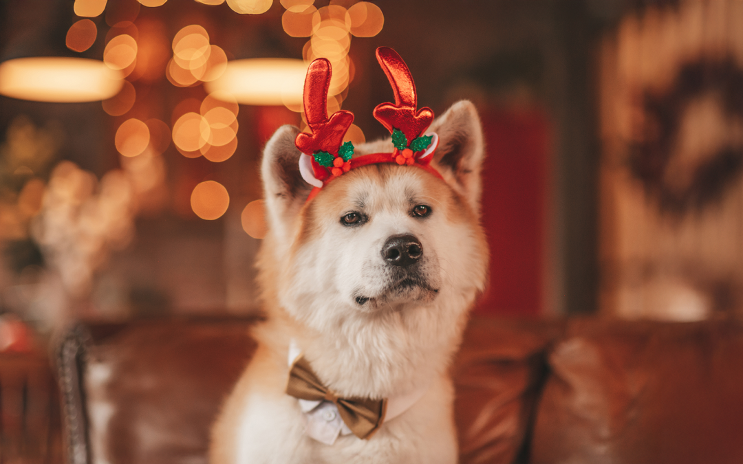 Natale a prova di zampa: come proteggere il tuo cane dai pericoli delle feste.