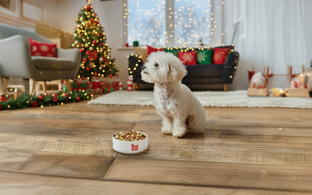 Potenziare le difese in inverno: come la pappa fresca Human Grade rafforza il sistema immunitario del tuo cane