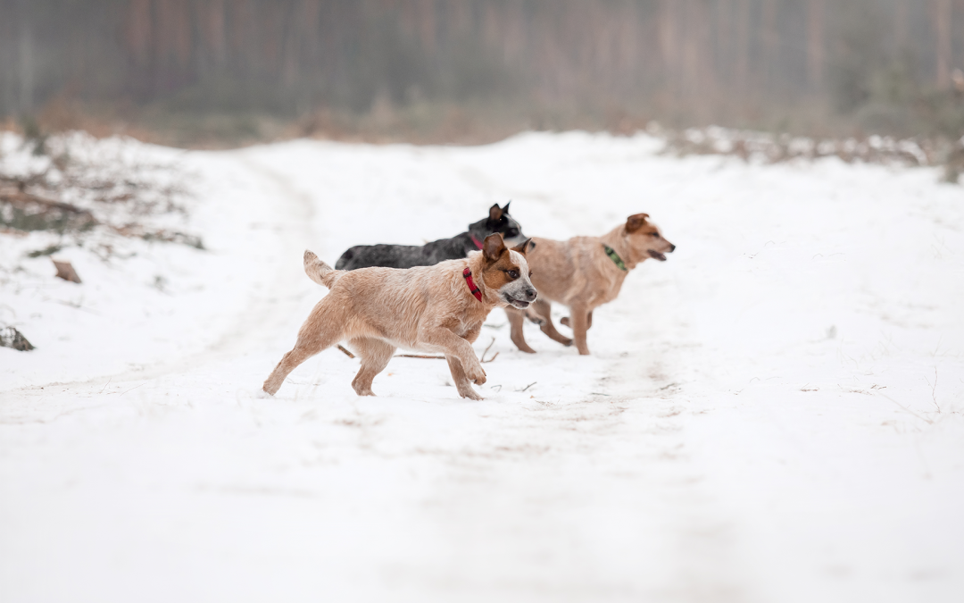 Sale, Ghiaccio e Neve: 5 passi essenziali per proteggere e curare le zampe del tuo cane in Inverno.