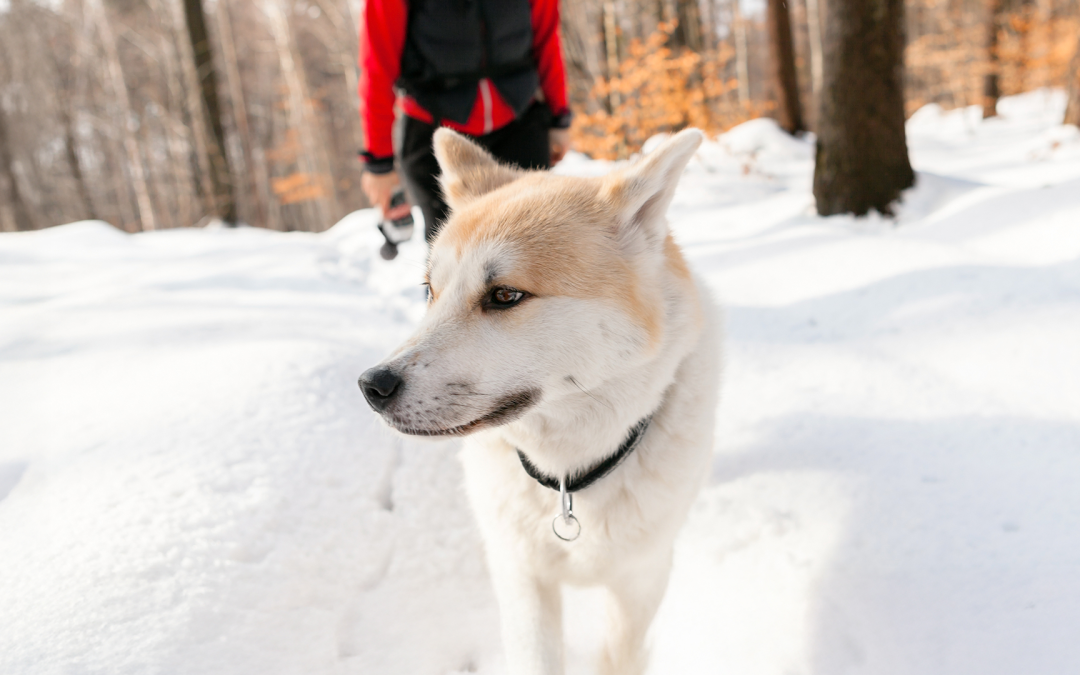 Viaggiare in inverno con il cane: consigli essenziali per l’auto, il treno e la neve.