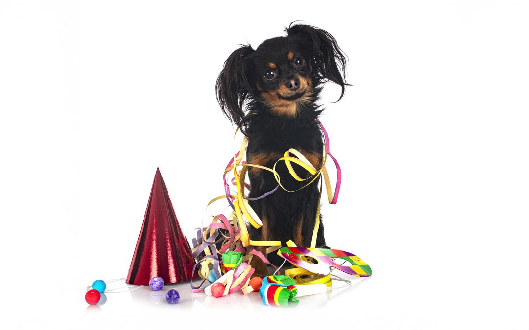 Carnevale con il Cane: Pericoli da Evitare e Consigli Pratici