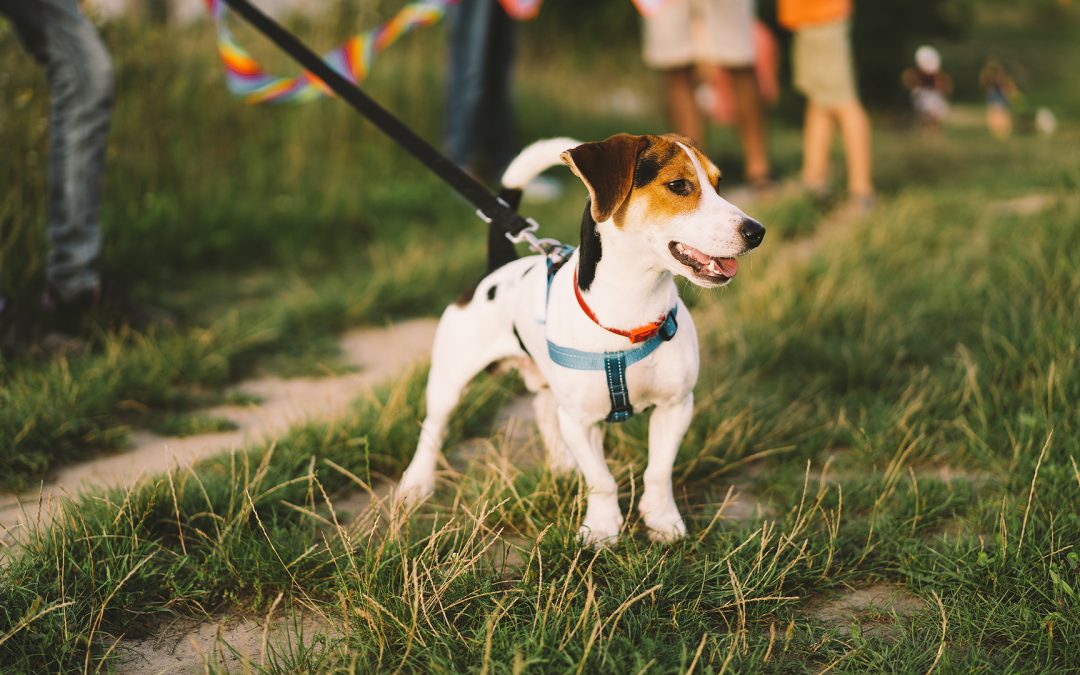 Cani e Primavera: Guida a Parassiti e Allergie di Marzo