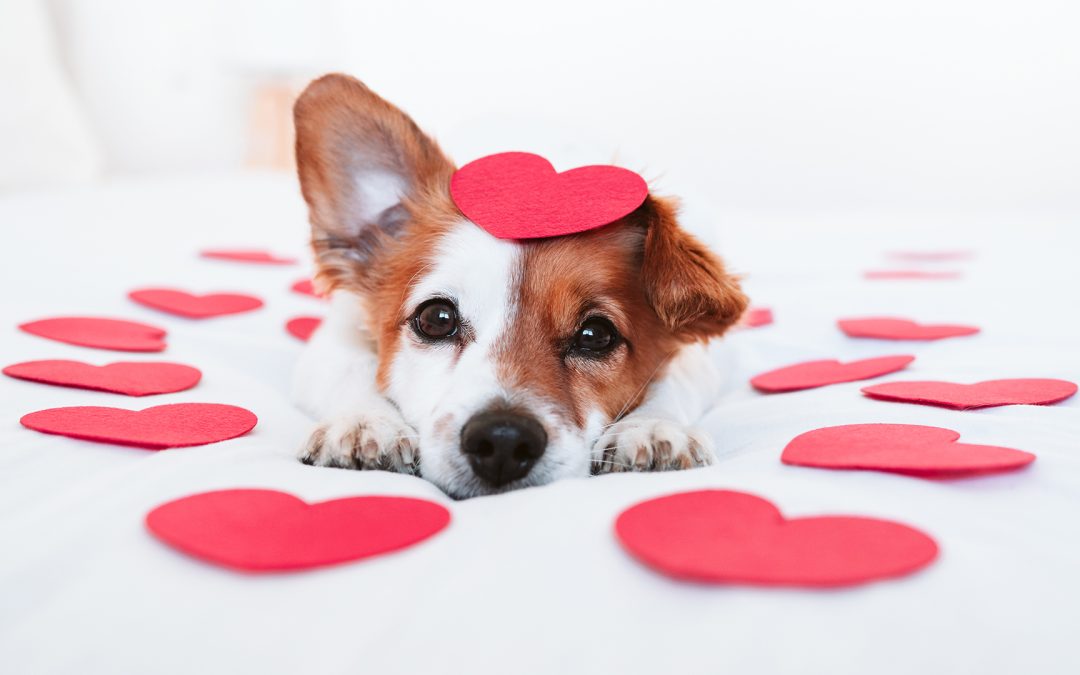 San Valentino con il Cane: 5 Modi per Dimostrare il Tuo Amore