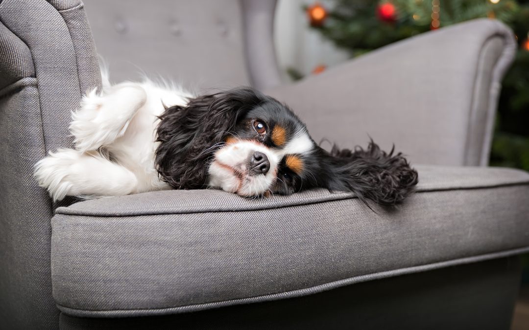 Cane in Forma dopo l’Inverno: Consigli per il Risveglio Primaverile